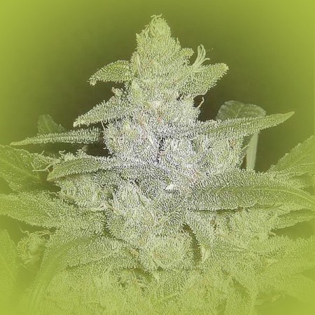 White Widow